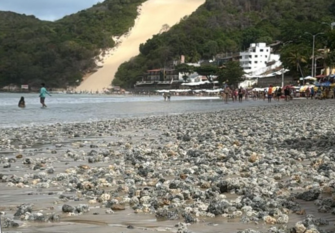 Limpeza mecanizada para remoção de rodolitos é iniciada na praia de Ponta Negra