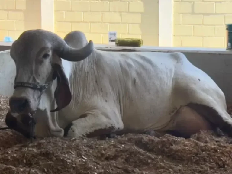 Vaca Gir Leiteiro quebra recorde mundial de produção de leite