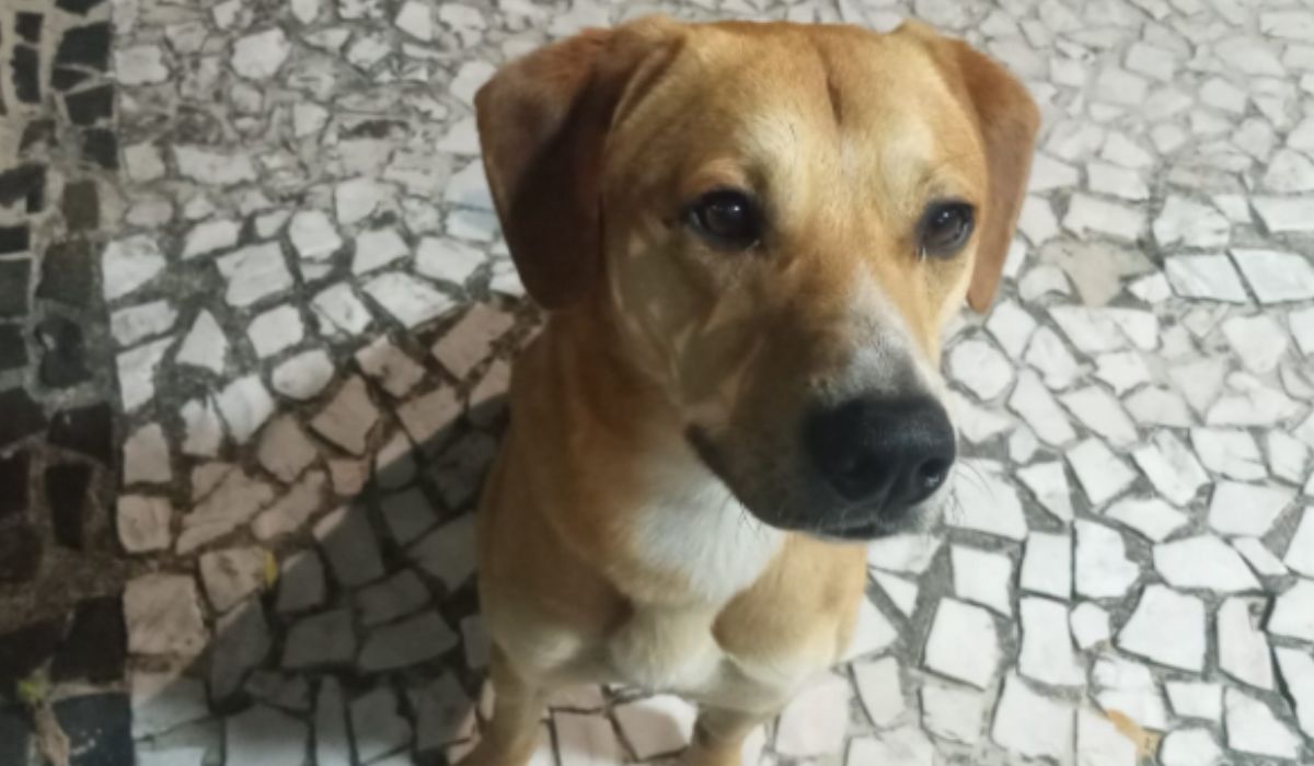 Cachorro resgatado em investigação sobre maus-tratos passa a viver com delegado em SC