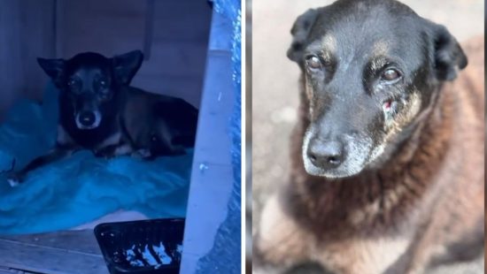 Jovens investigados pela morte do cão Orelha retornam ao Brasil