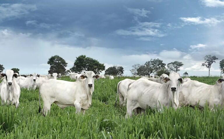Roubo de gado preocupa produtores rurais de Pilar, Santa Terezinha de Goiás e Guarinos