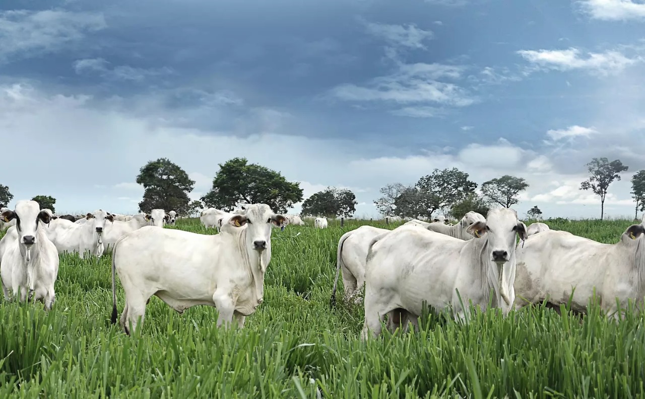 Roubo de gado preocupa produtores rurais de Pilar, Santa Terezinha de Goiás e Guarinos