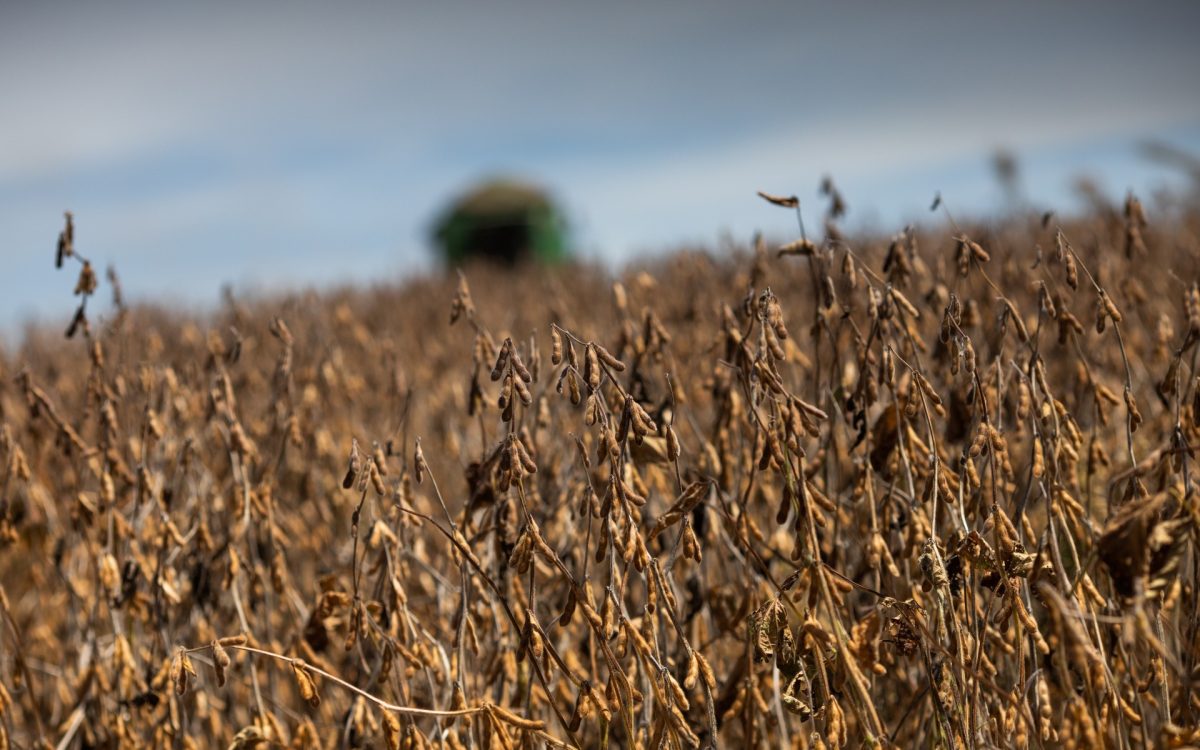 Vazio sanitário da soja começa em 27 de junho