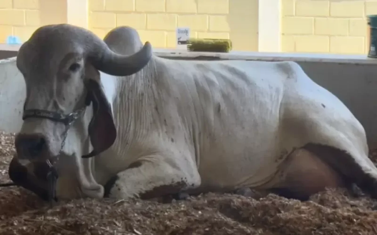 Vaca Gir Leiteiro quebra recorde mundial de produção de leite