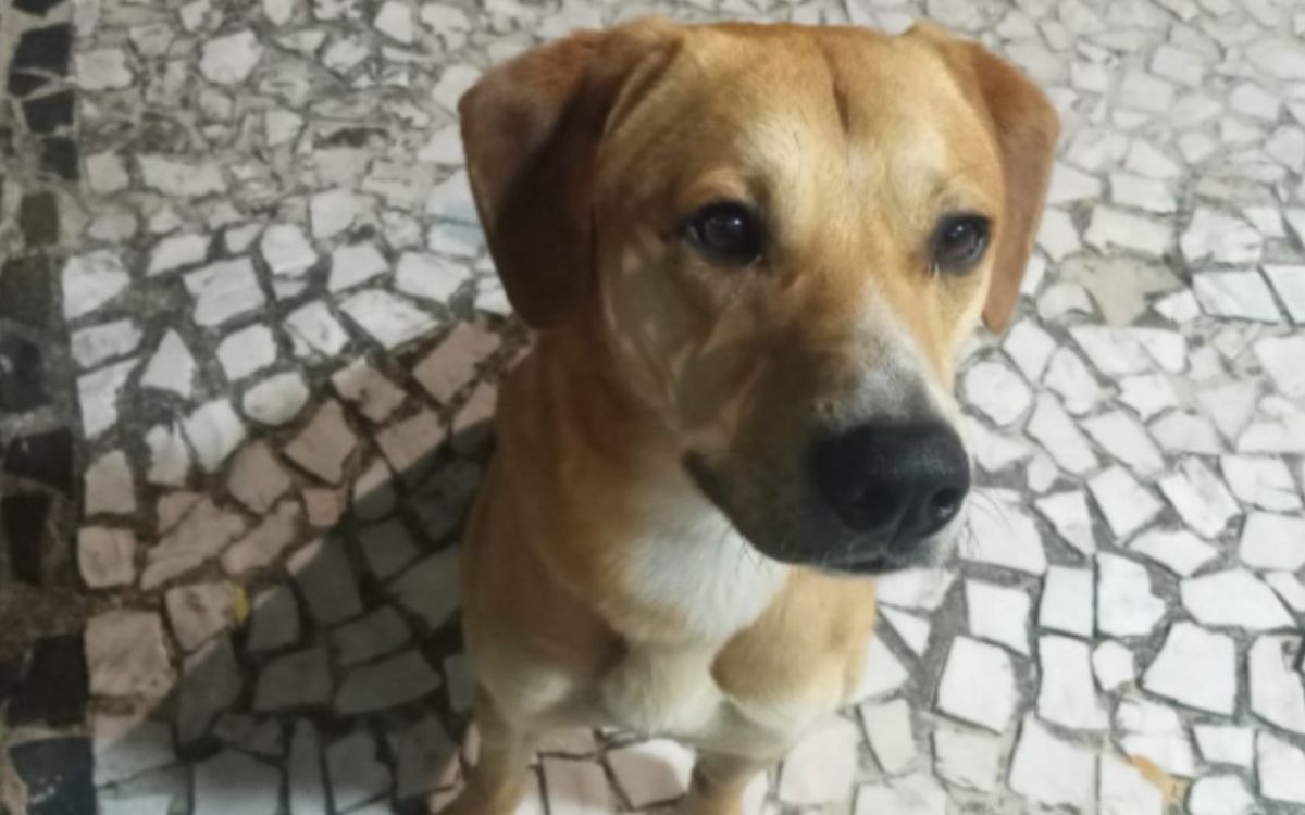 Cachorro resgatado em investigação sobre maus-tratos passa a viver com delegado em SC